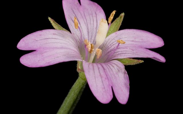 Square-stalked Willowherb reference