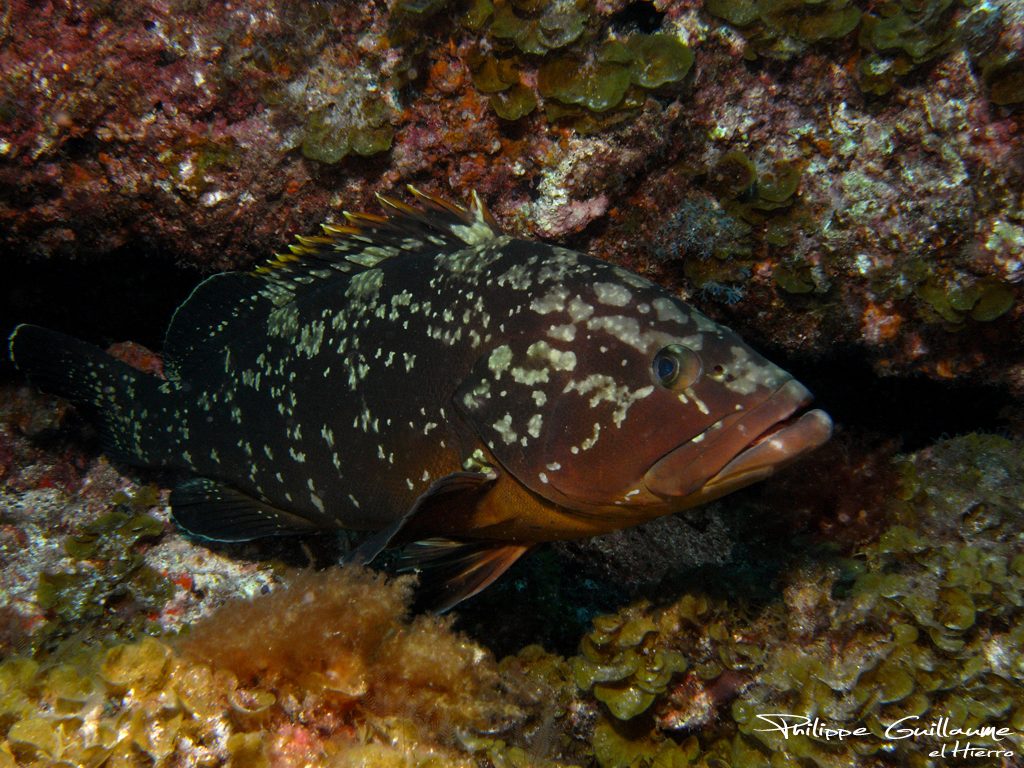 Dusky Grouper reference
