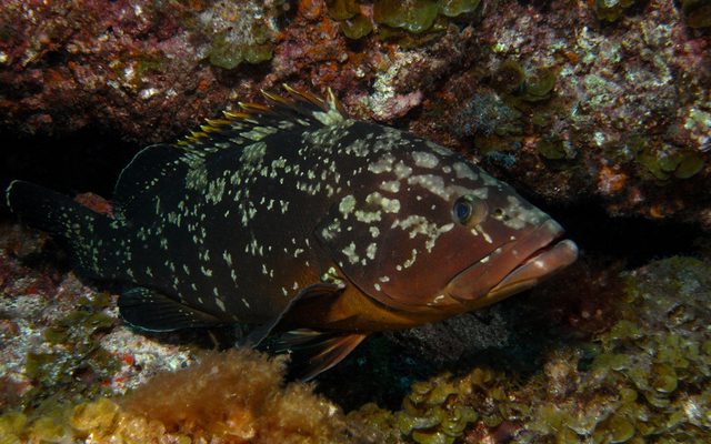 Dusky Grouper reference