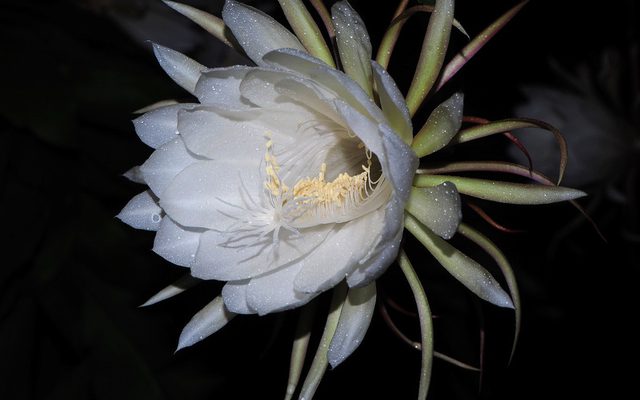 Dutchman's Pipe Cactus reference