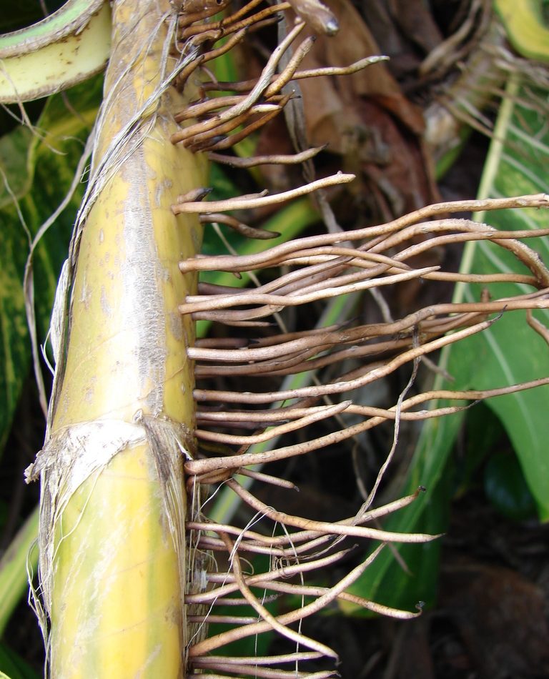 Epipremnum aureum reference