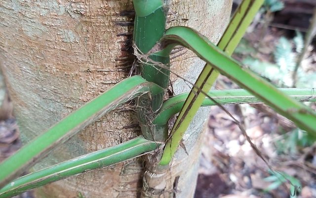 Dragon Tail Plant reference