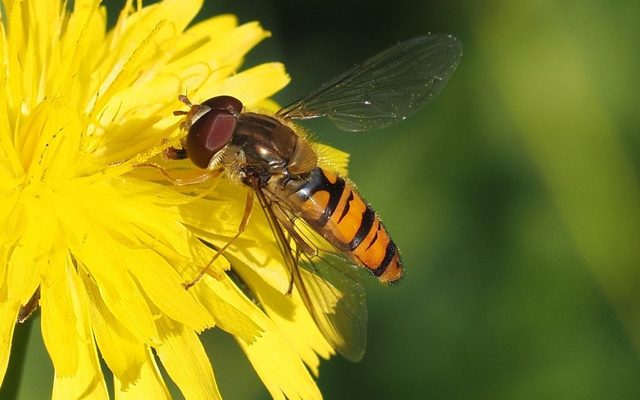 Marmalade Hoverfly reference