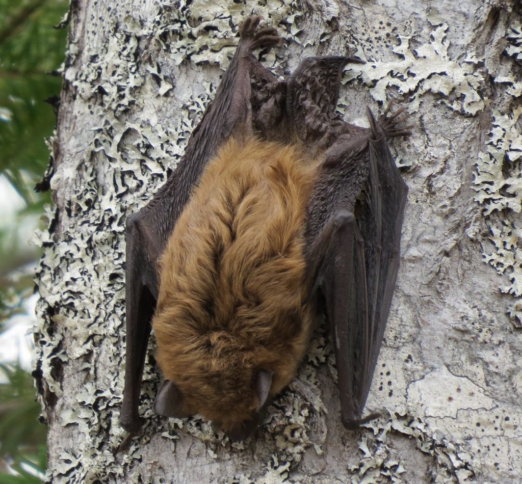 Big Brown Bat reference