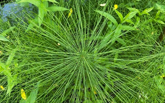 Field Horsetail reference