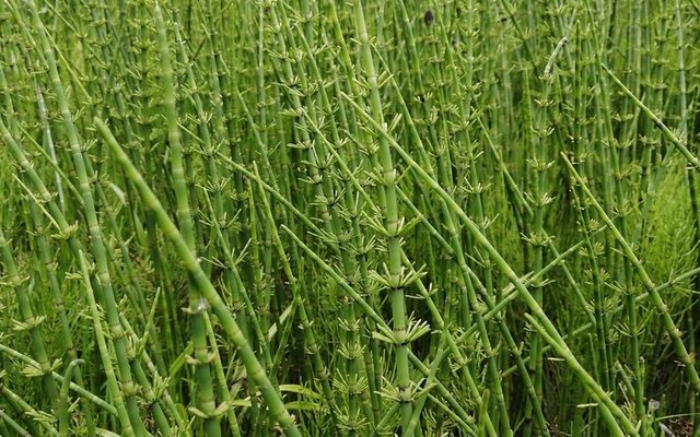 Water Horsetail reference