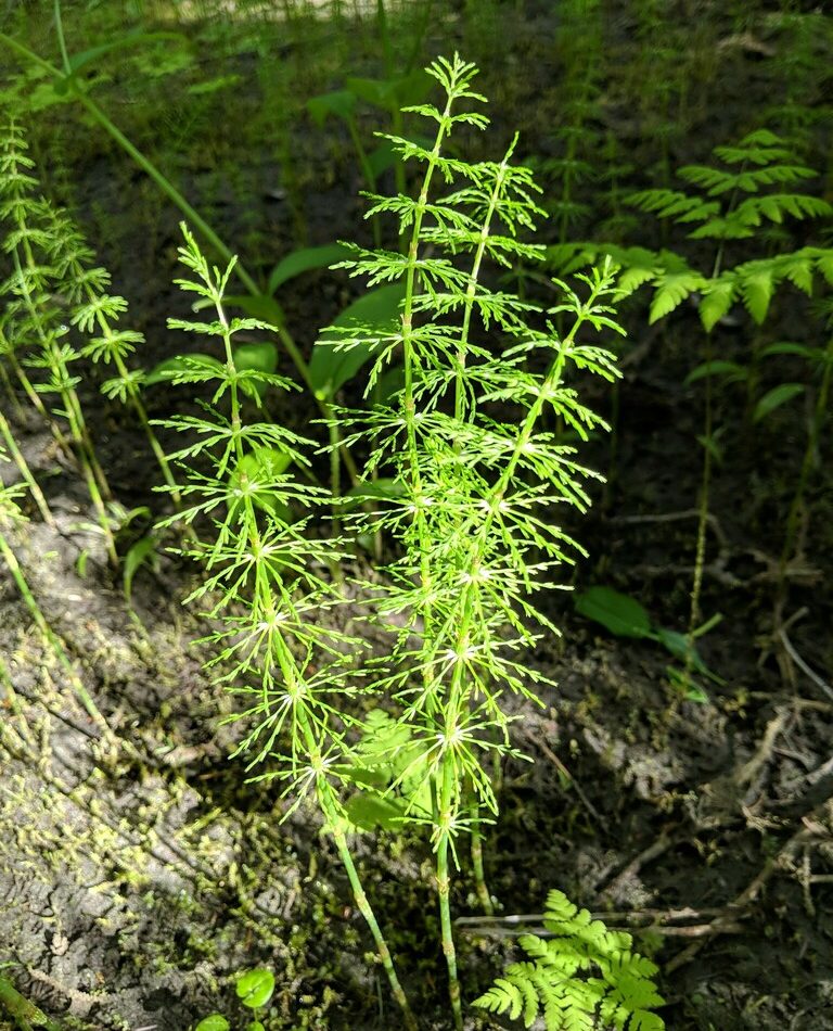 Wood Horsetail reference
