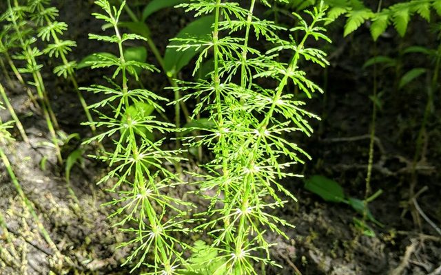 Wood Horsetail reference