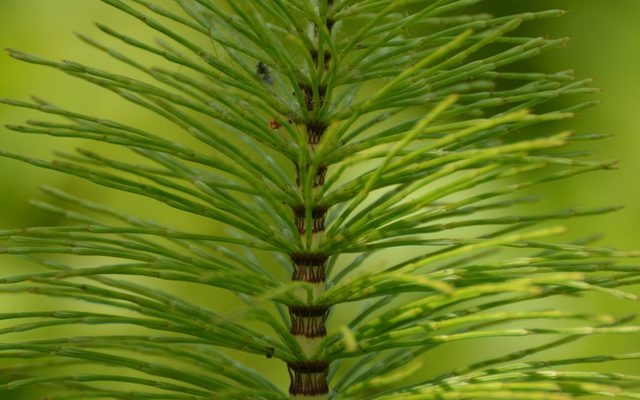 Giant Horsetail reference