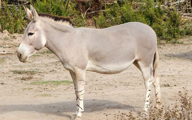 African Wild Ass reference