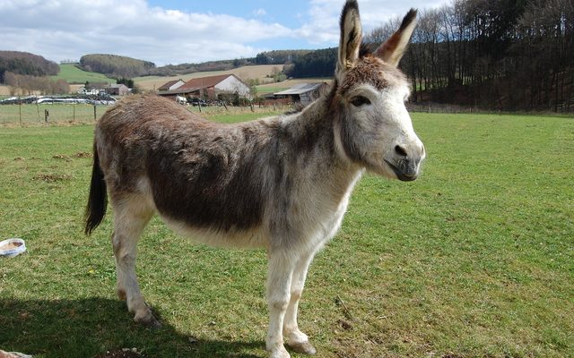 Domestic Donkey reference