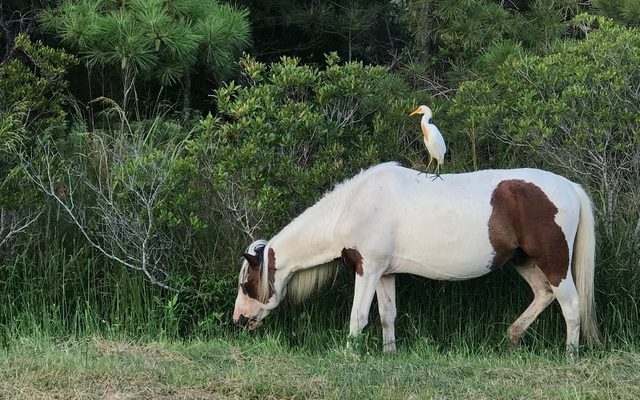 Horse reference