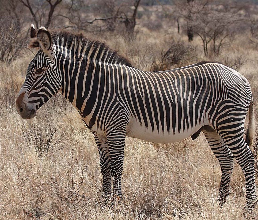 Grevy's Zebra reference