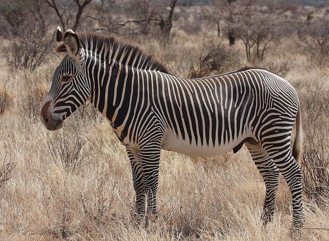 Grevy's Zebra reference