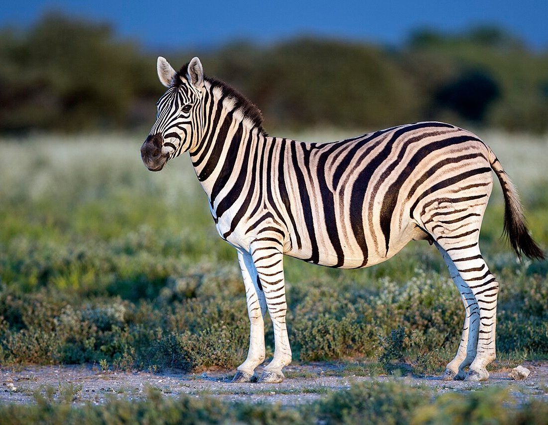 Plains Zebra reference