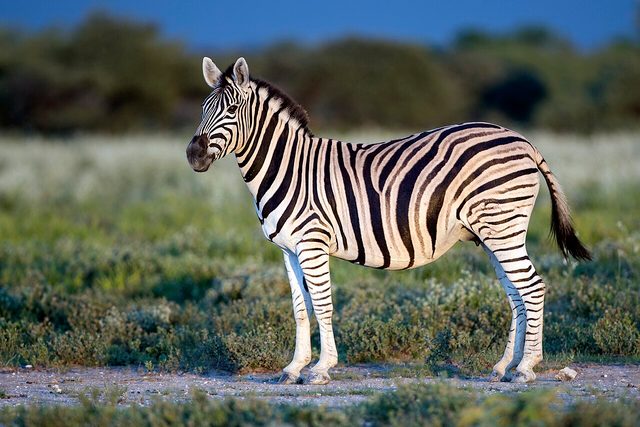 Plains Zebra reference