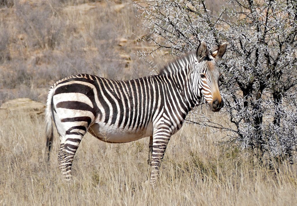 Cape Mountain Zebra reference