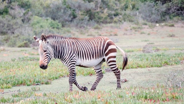 Mountain Zebra reference