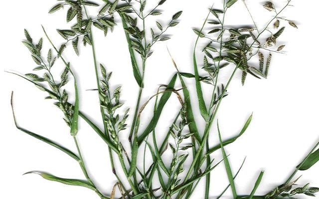 Stinkgrass reference