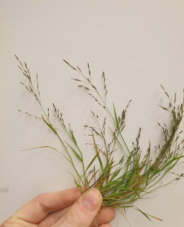 carolina lovegrass reference