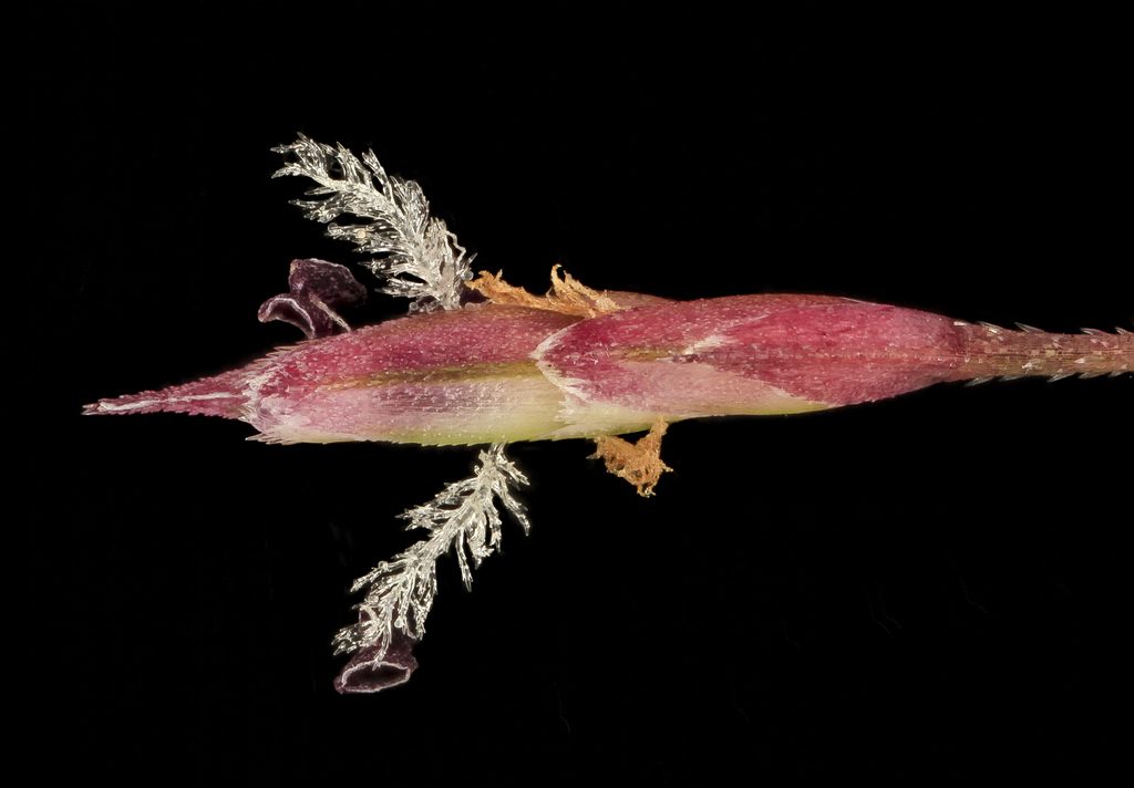 Purple Lovegrass reference