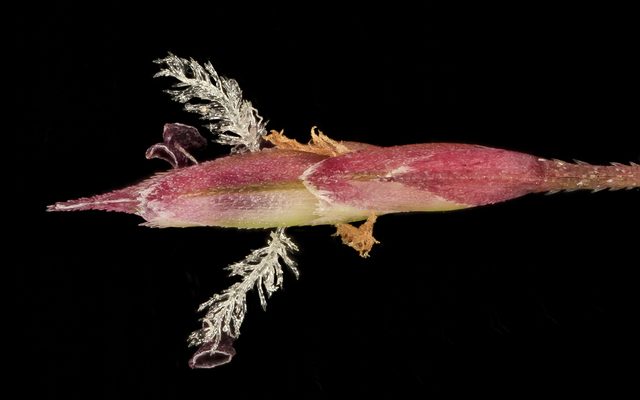 Purple Lovegrass reference