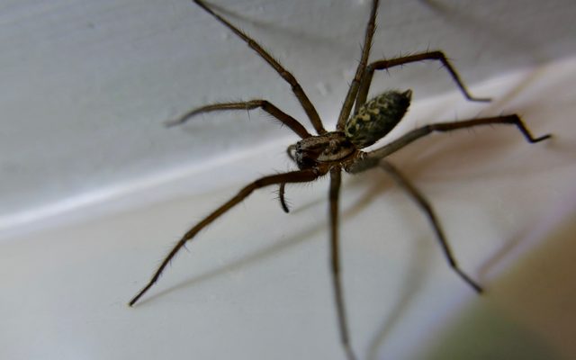 Giant House Spider reference