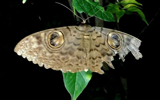 Peacock Owl Moth reference