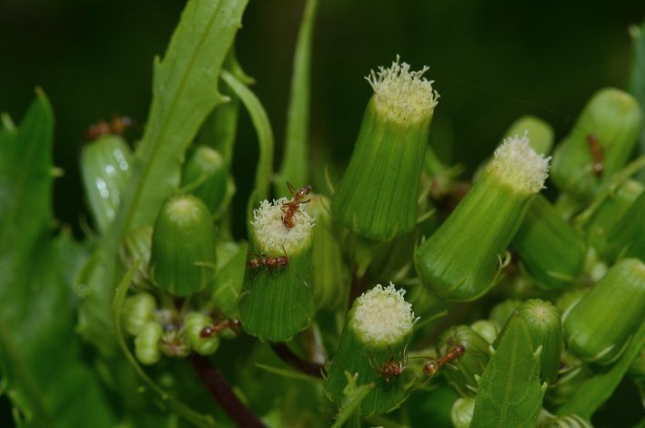 American burnweed reference