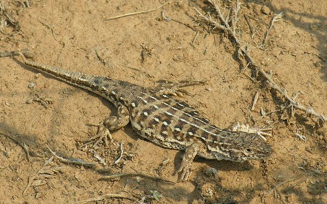 Steppe Runner reference