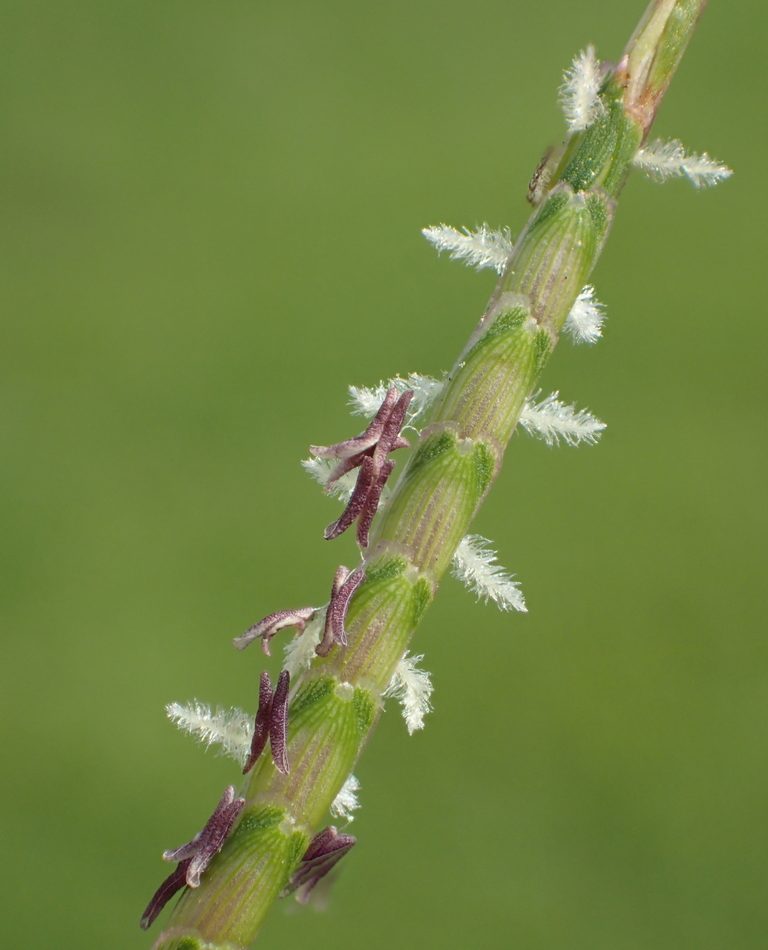 Centipede Grass reference