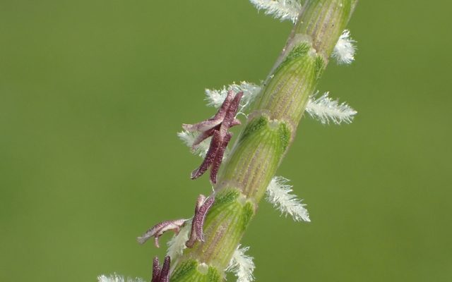 Centipede Grass reference