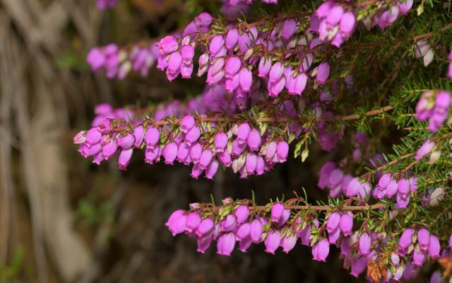 Bell Heather reference