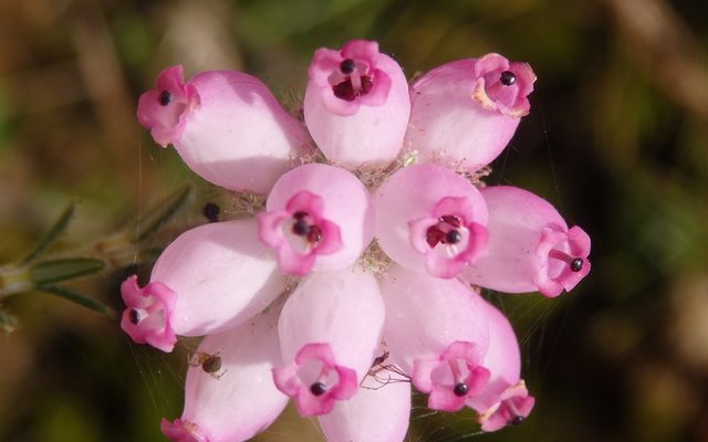 Cross-leaved Heath reference