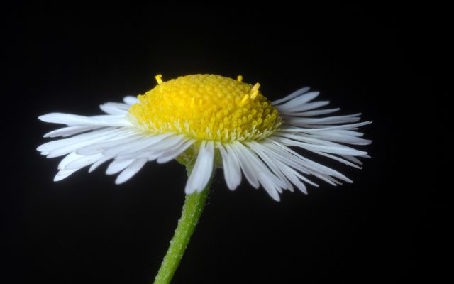 Eastern Daisy Fleabane reference