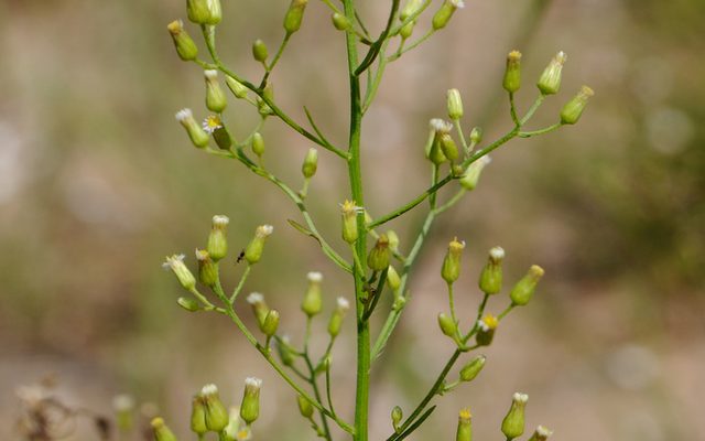 Horseweed reference