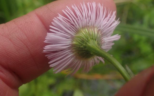 Philadelphia Fleabane reference