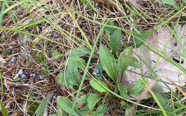 Prairie Fleabane reference