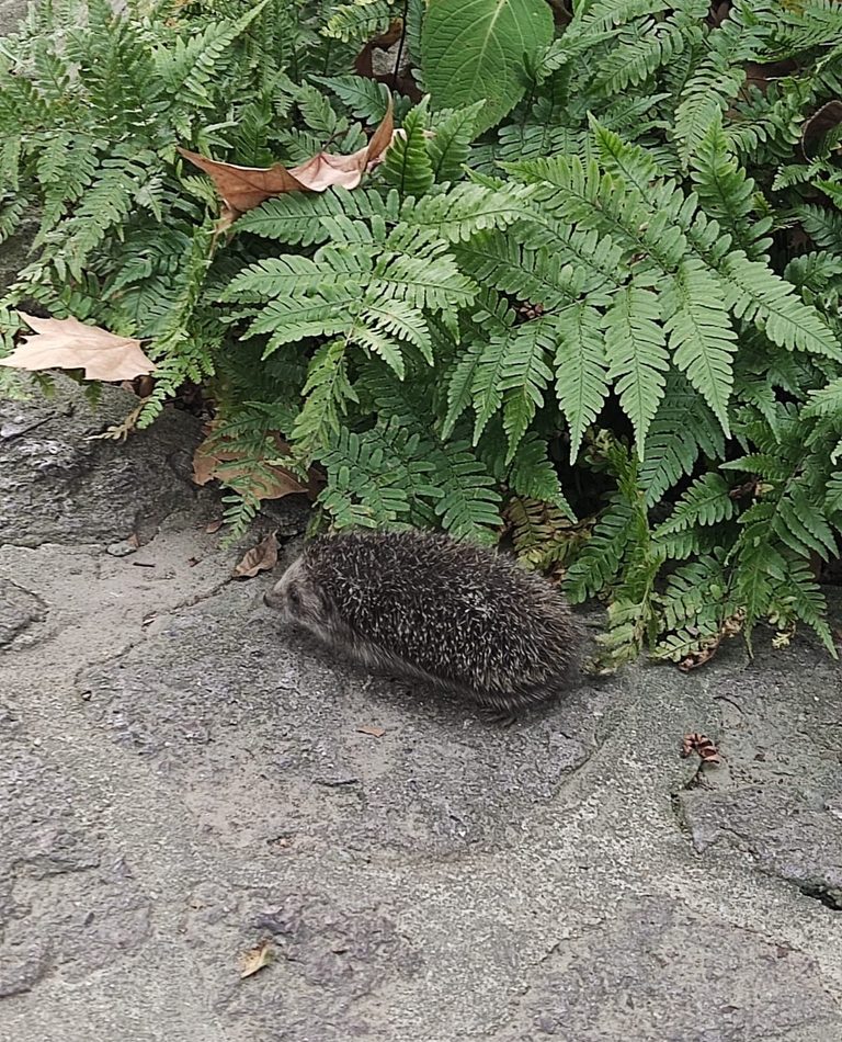 Amur Hedgehog reference