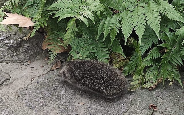 Amur Hedgehog reference
