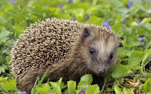 European Hedgehog reference