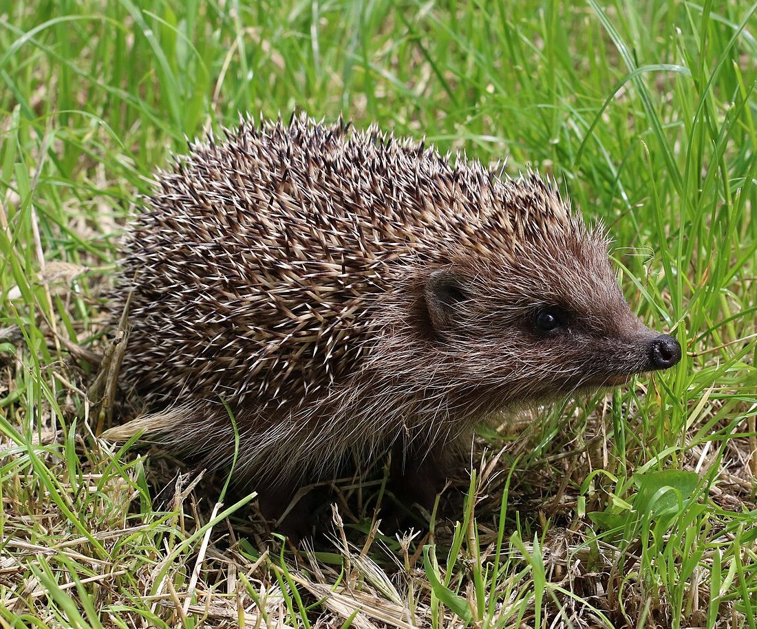 Northern White-breasted Hedgehog reference