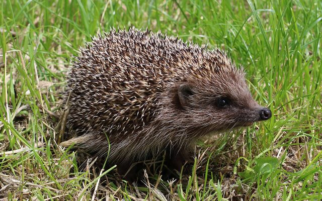 Northern White-breasted Hedgehog reference