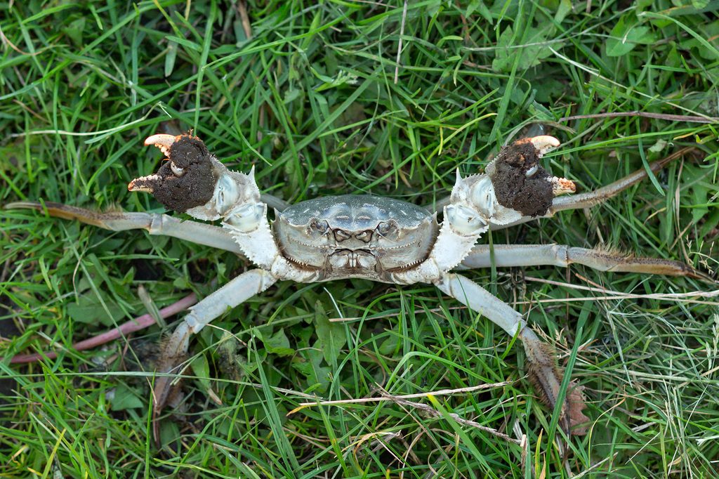 Chinese Mitten Crab reference