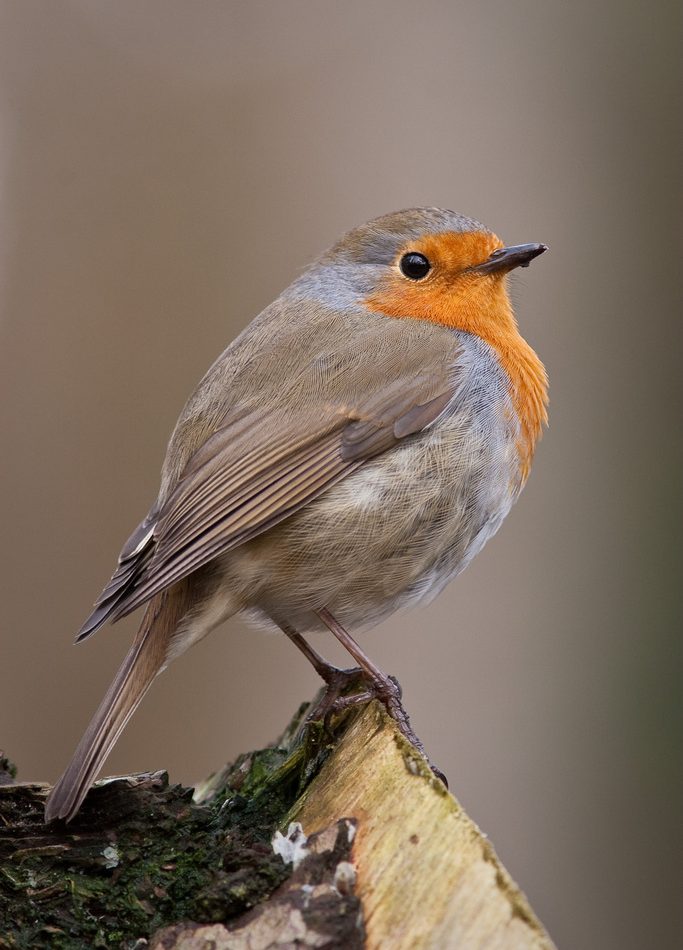 European Robin reference