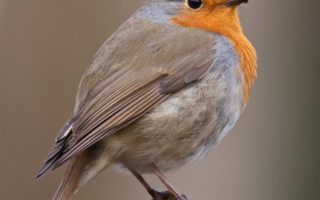 European Robin reference