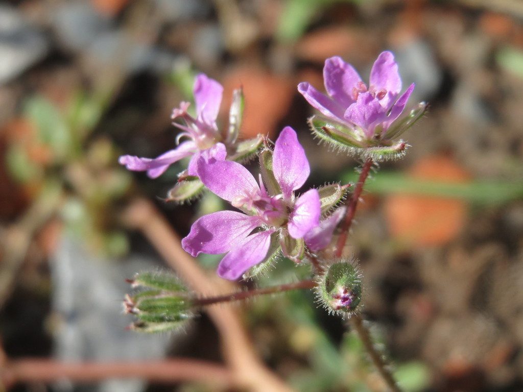 Redstem Stork's-bill reference