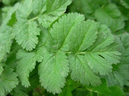 Musky Stork's-bill reference