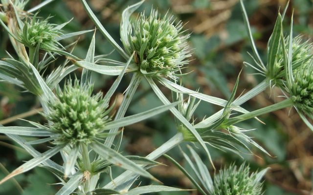 Field Eryngo reference