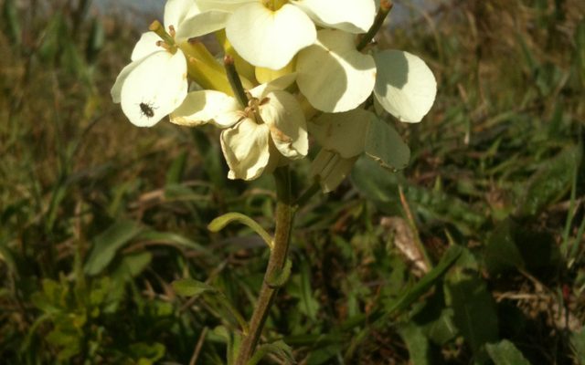 Point Reyes Wallflower reference